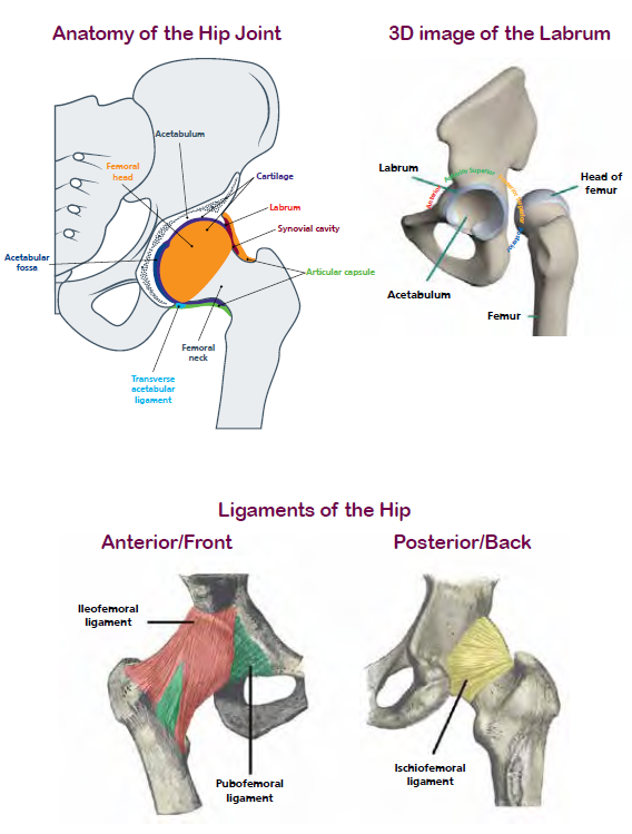 Treatments for clearance hip dysplasia